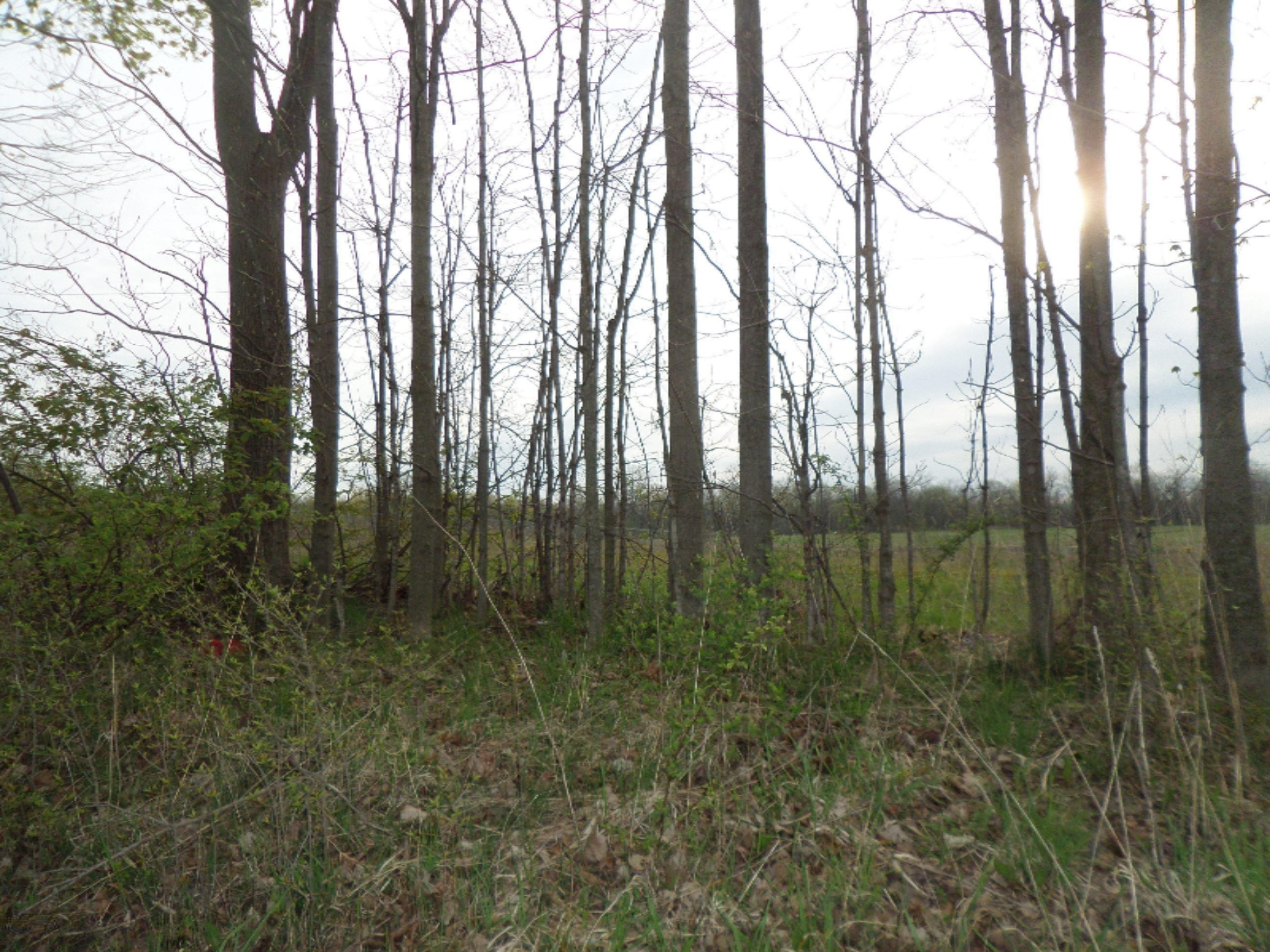 Adams Road Galien, MI 49113 - Photo 3 of 4 SAM_8654