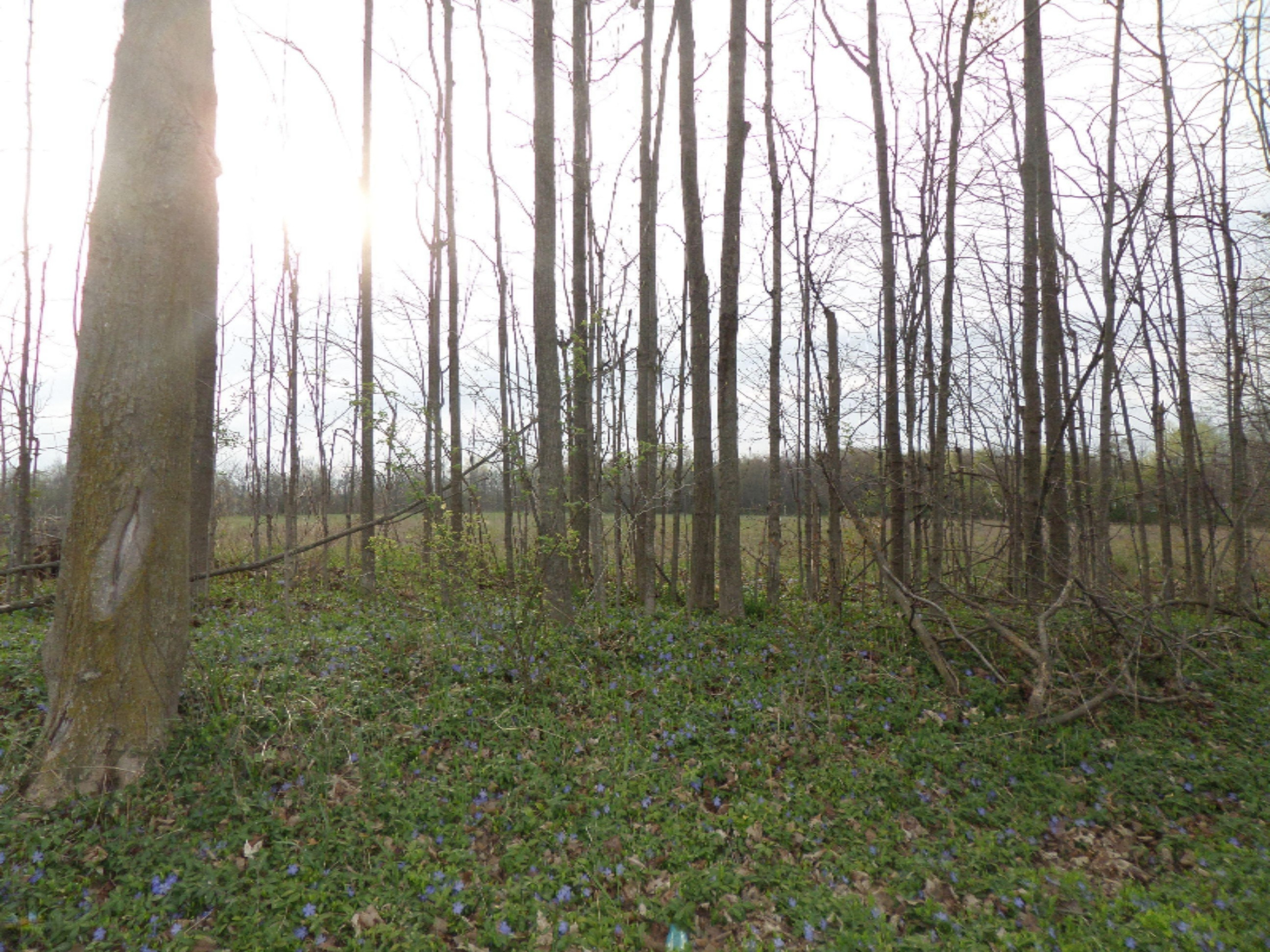 Adams Road Galien, MI 49113 - Photo 4 of 4 SAM_8655