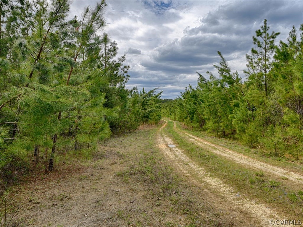 614 Plain Dealing Road Palmyra, VA 22963 - Photo 1 of 31 a view of a yard with a tree