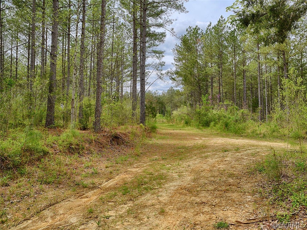 614 Plain Dealing Road Palmyra, VA 22963 - Photo 7 of 31 a view of a yard with trees