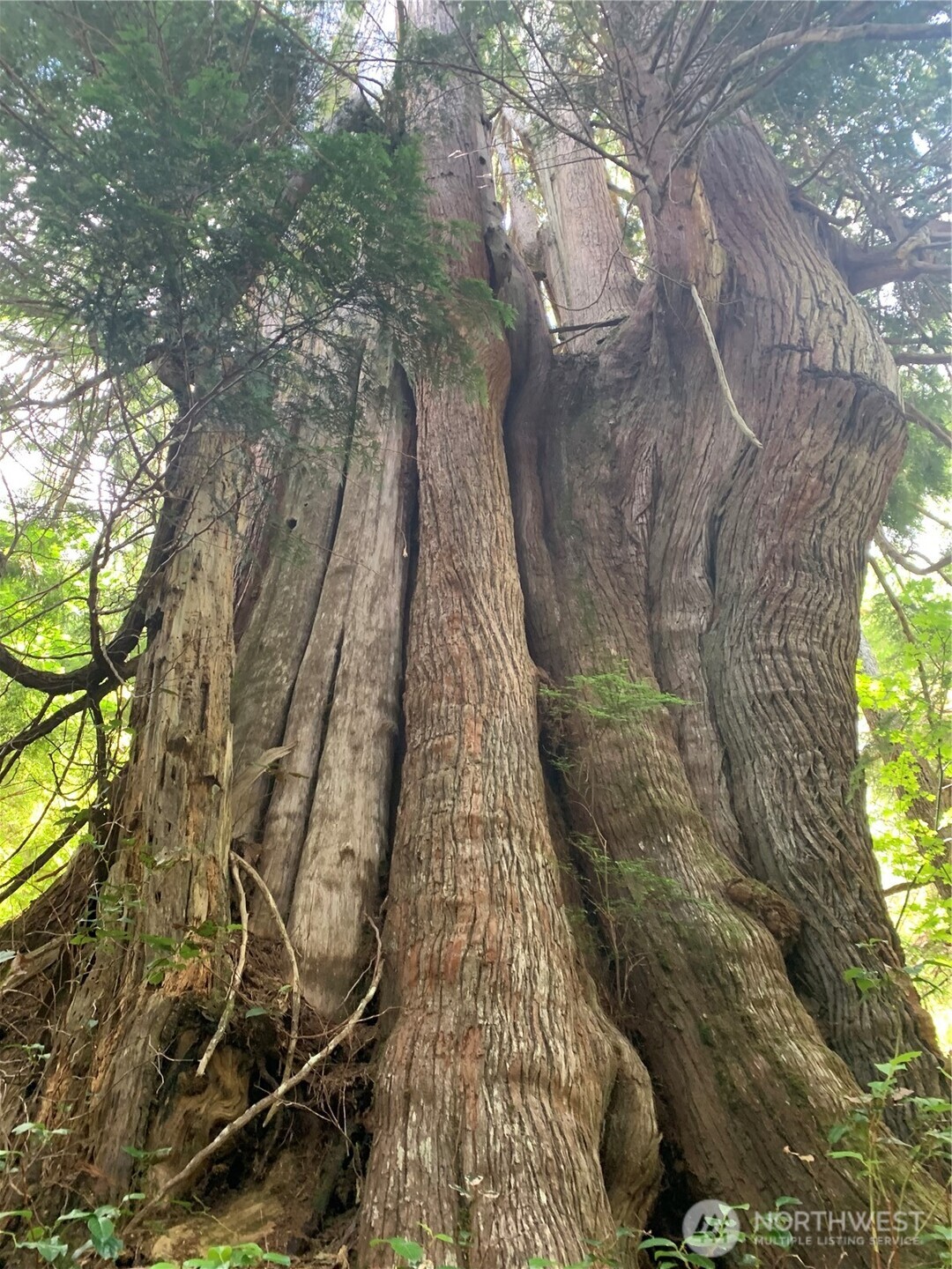 2-tract Parpala Road Naselle, WA 98638 - Photo 19 of 21