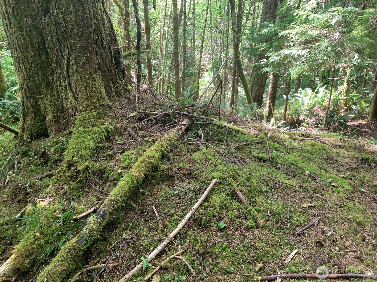 2-tract Parpala Road Naselle, WA 98638 - Photo 21 of 21