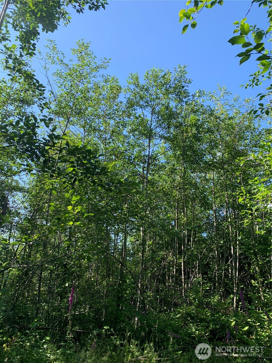 2-tract Parpala Road Naselle, WA 98638 - Photo 5 of 21