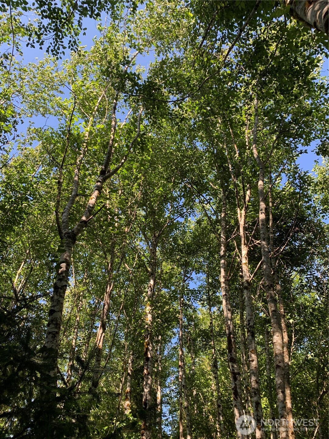 2-tract Parpala Road Naselle, WA 98638 - Photo 7 of 21