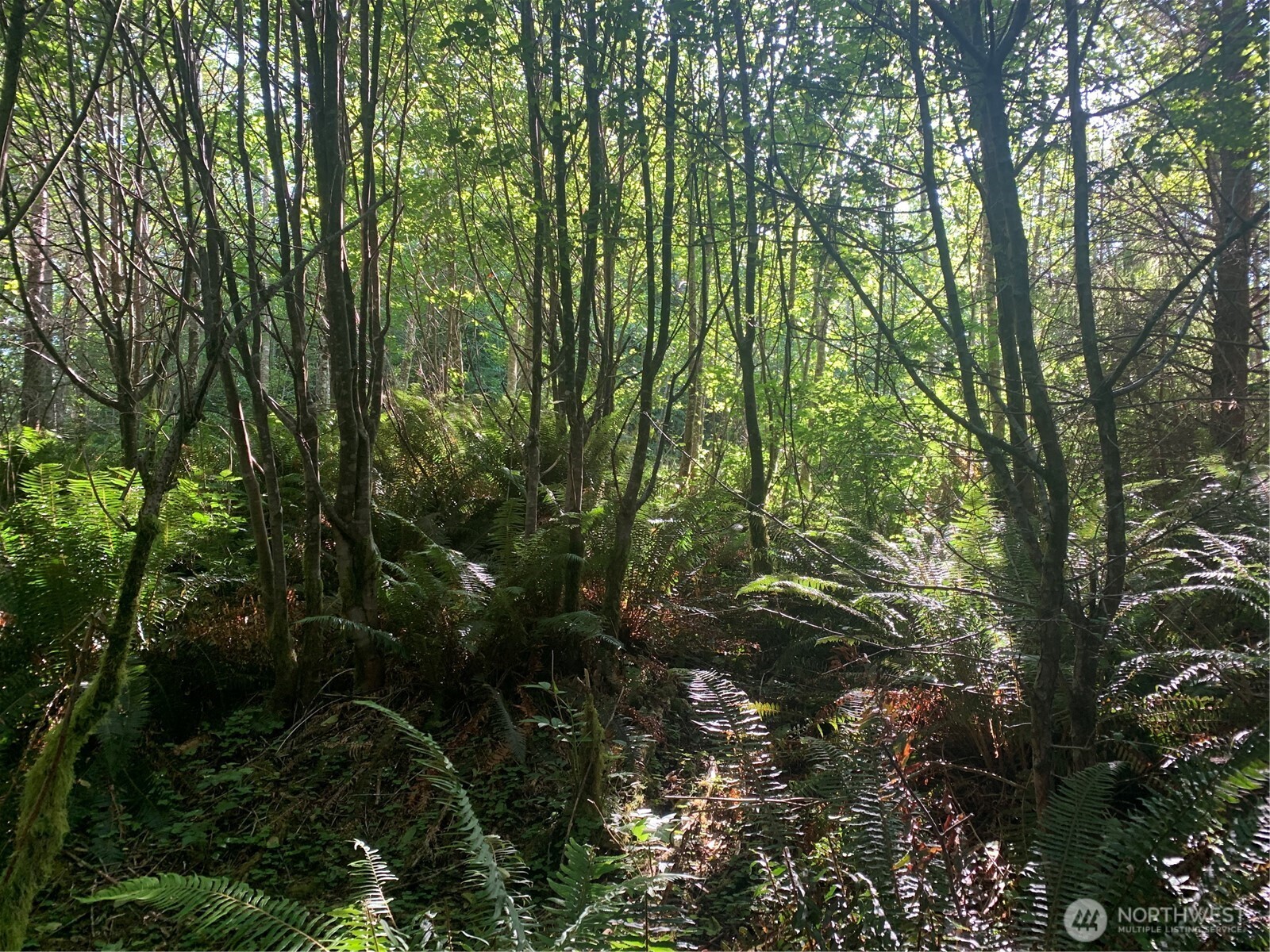 2-tract Parpala Road Naselle, WA 98638 - Photo 9 of 21