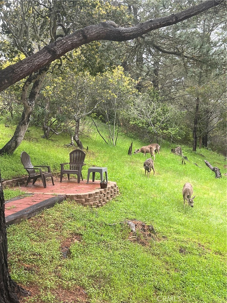 1912 Chester Lane Cambria, CA 93428 - Photo 38 of 41 a view of a backyard with large trees and plants