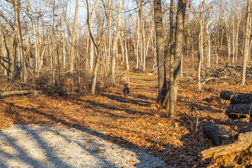 9539 Northeast 866 Road Lowry City, MO 64763 - Photo 24 of 76