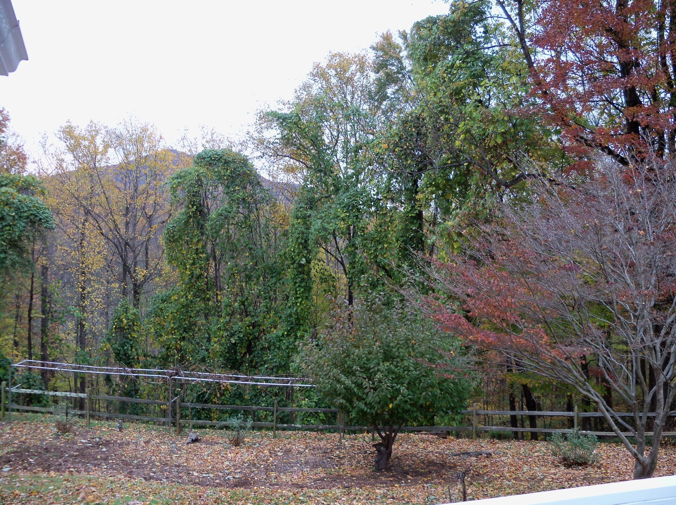 450 Winding Way Road Boones Mill, VA 24065 - Photo 16 of 25 Mountain View
