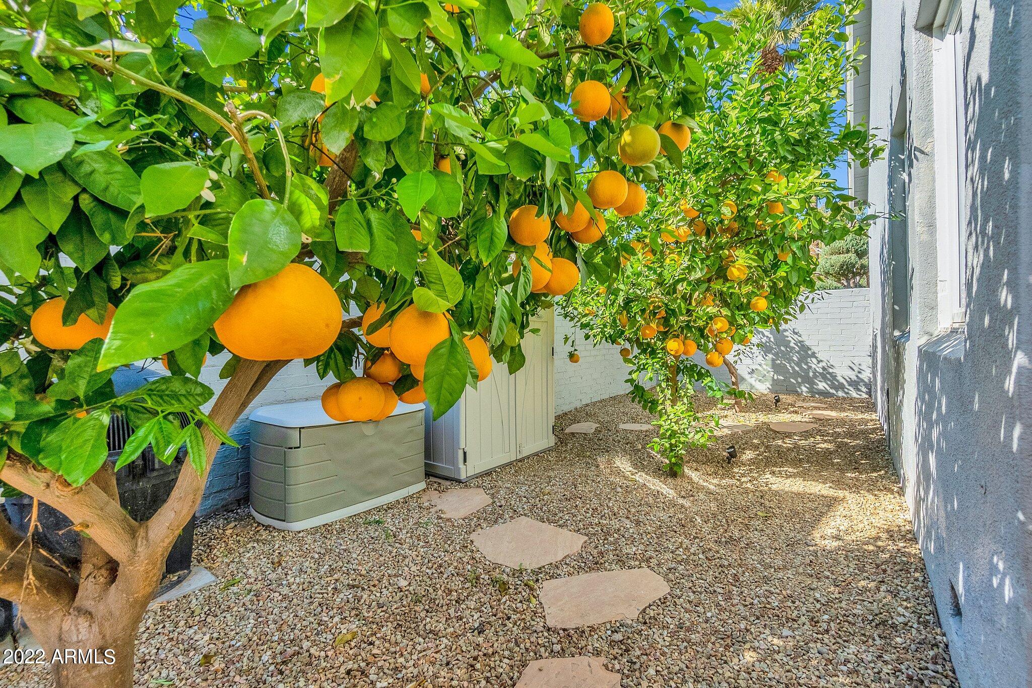 1543 East Cheery Lynn Road Phoenix, AZ 85014 - Photo 46 of 48 046_ORANGE TREE