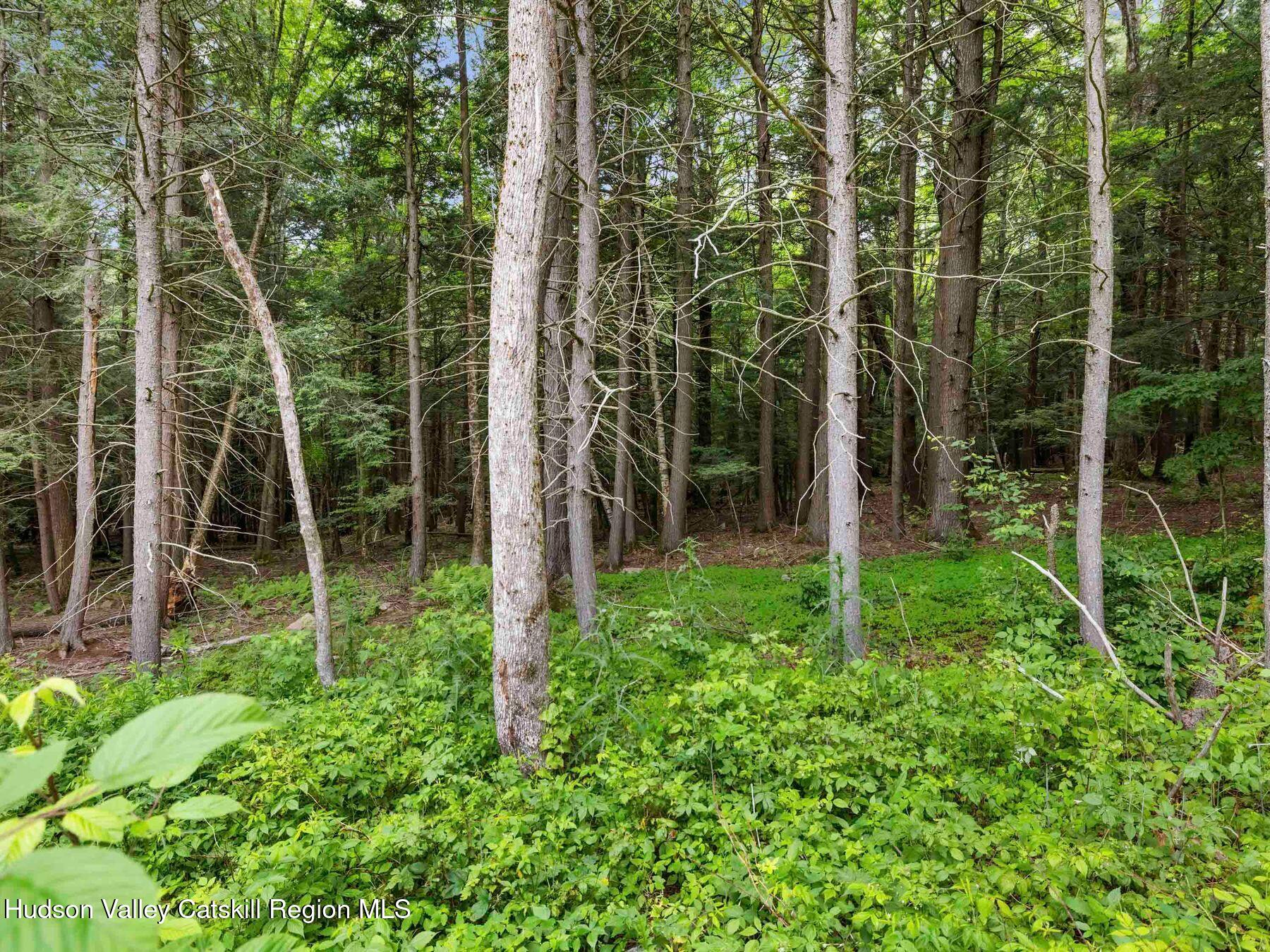 325 Brand Road Conesville, NY 12076 - Photo 33 of 36 a view of forest