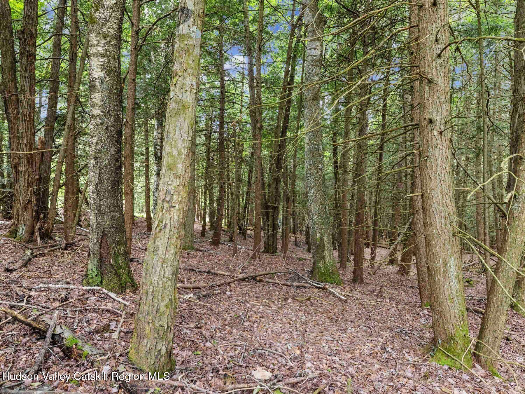 325 Brand Road Conesville, NY 12076 - Photo 34 of 36 a view of outdoor space with lots of trees