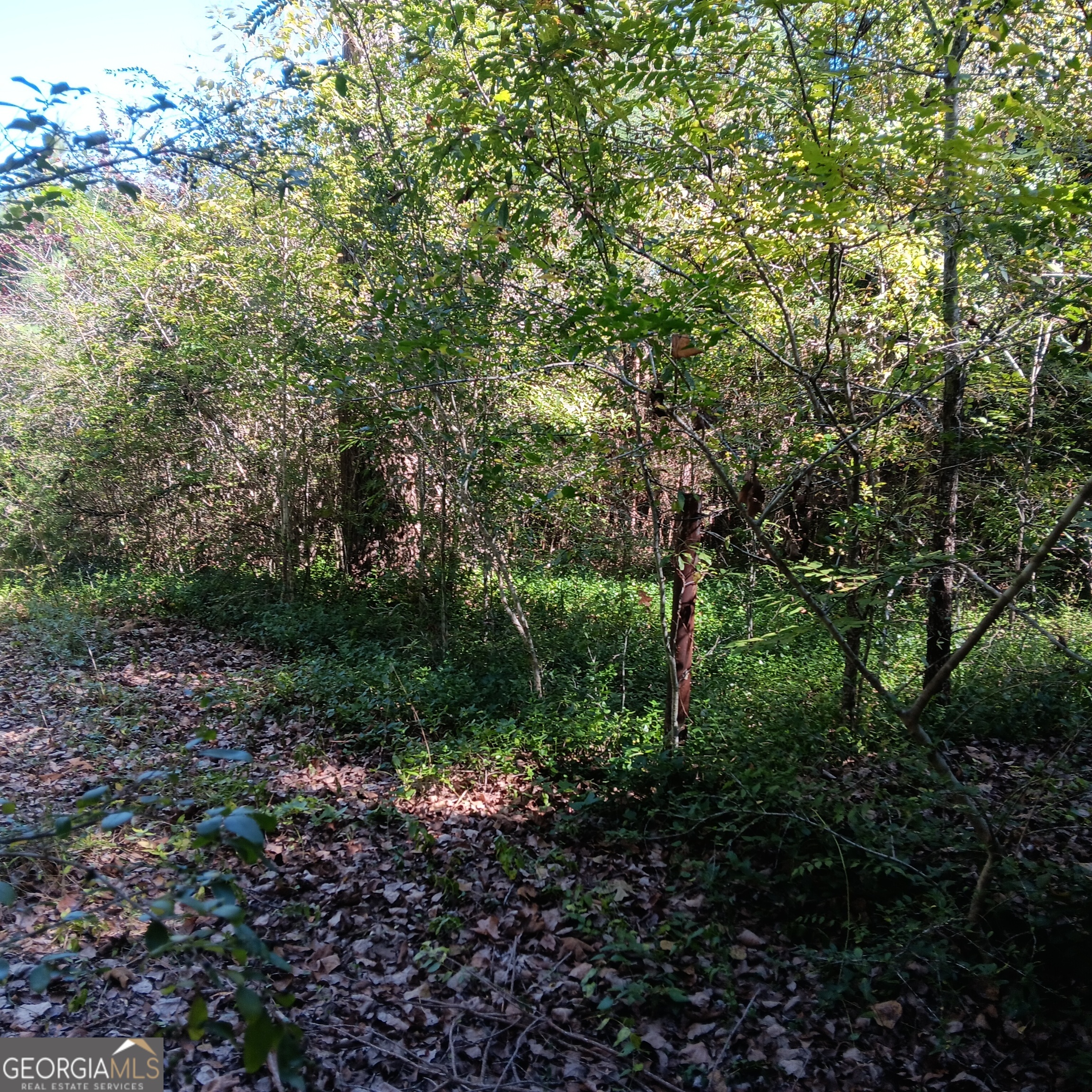 4377 Rock Mills Road LaGrange, GA 30240 - Photo 6 of 27 a view of forest