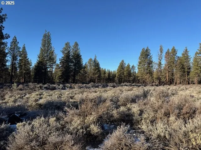 a view of a dry yard with trees