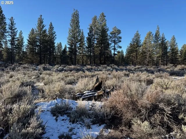 a view of a forest with trees