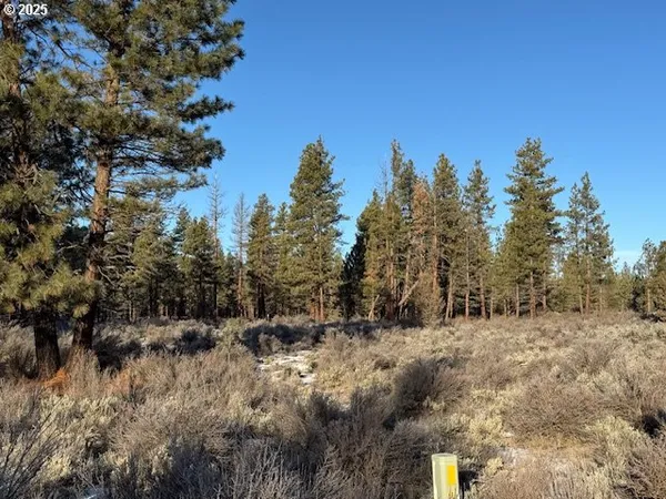 a view of a forest with trees in the background
