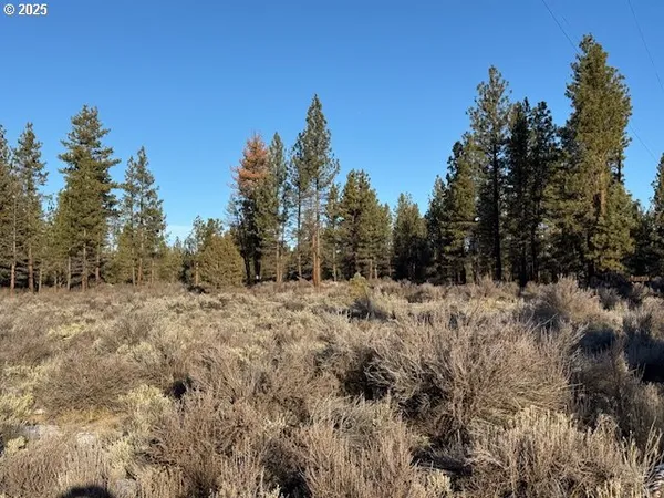a view of a dry yard with trees in the background
