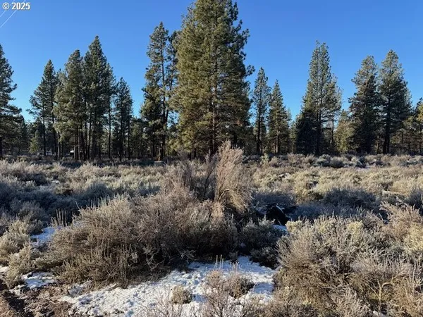 a view of a forest with a tree