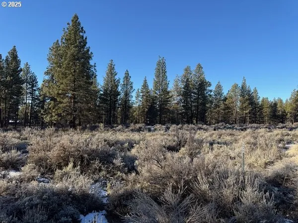a view of a forest with a tree in the background