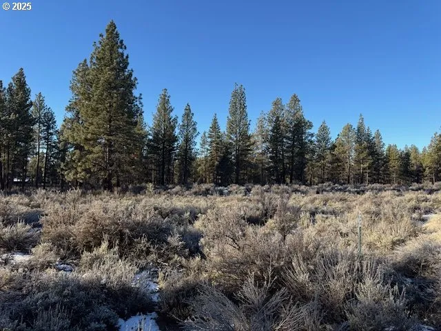 a view of a forest with a tree in the background