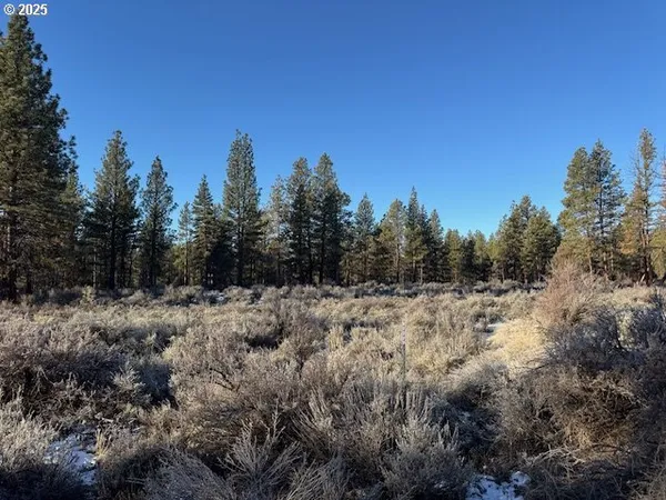 a view of a dry yard with trees in the background
