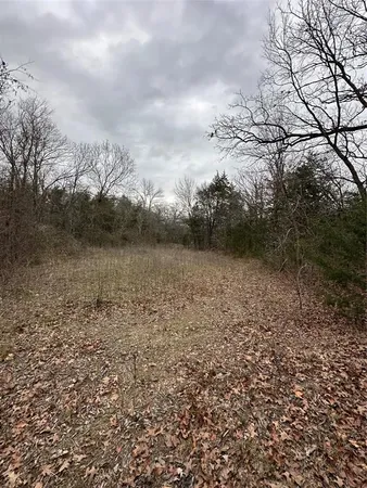 a view of a forest