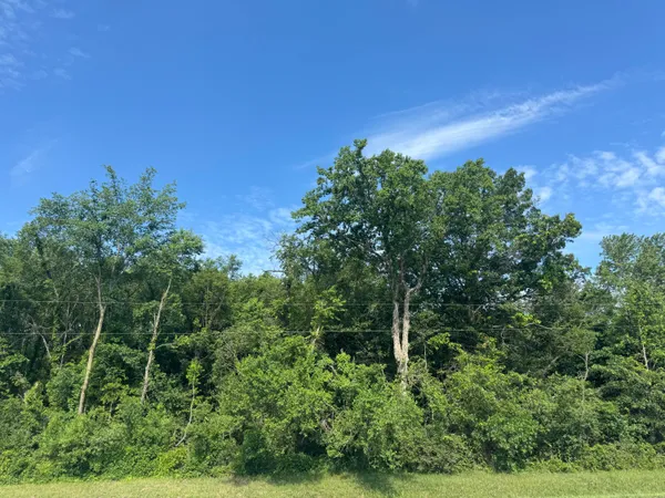 a view of a field with plants and trees