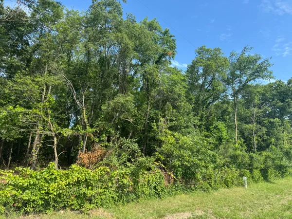 a view of a lush green forest