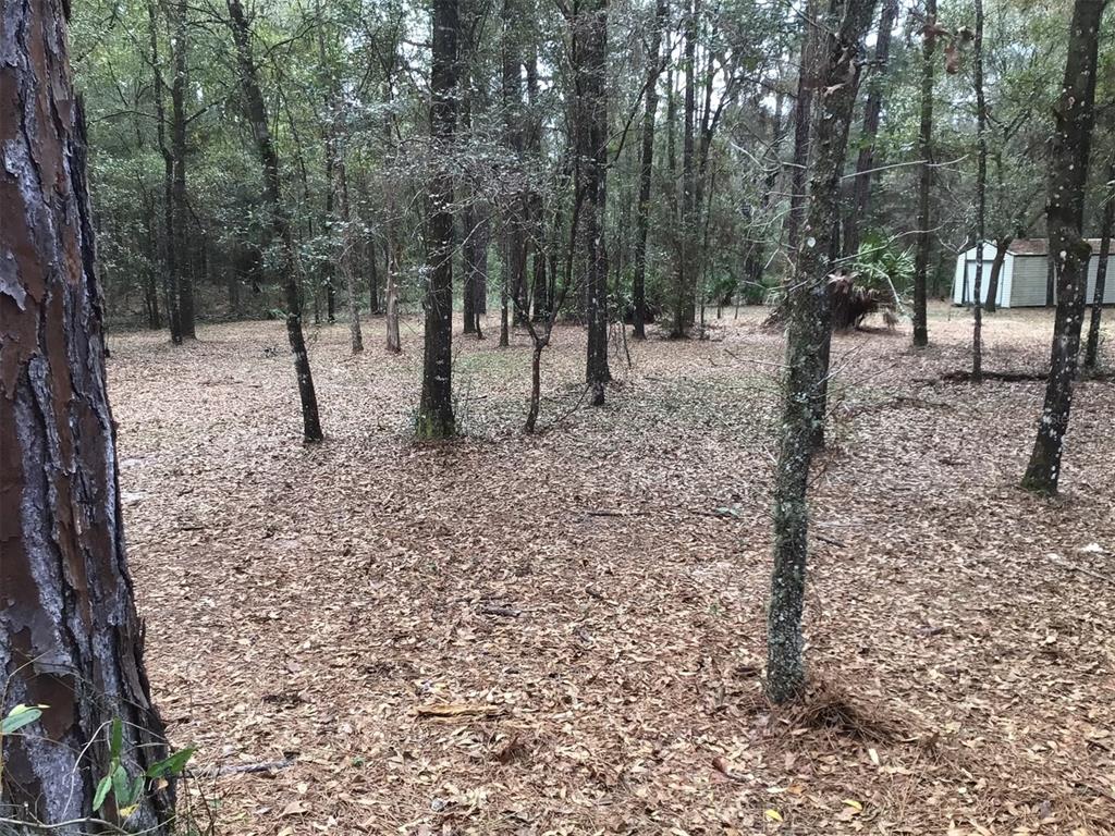 0 Southwest 153rd Lane Dunnellon, FL 34432 - Photo 7 of 10 a view of a forest filled with trees