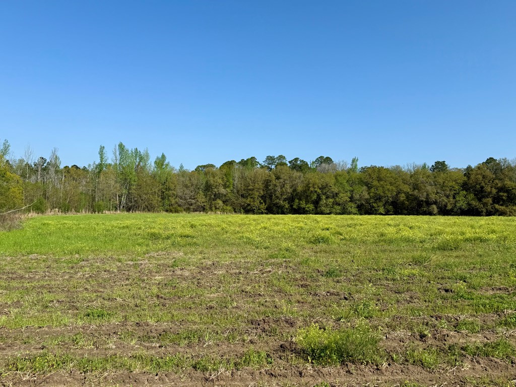10.3-acres Red Oak Road Florala, AL 36442 - Photo 3 of 13