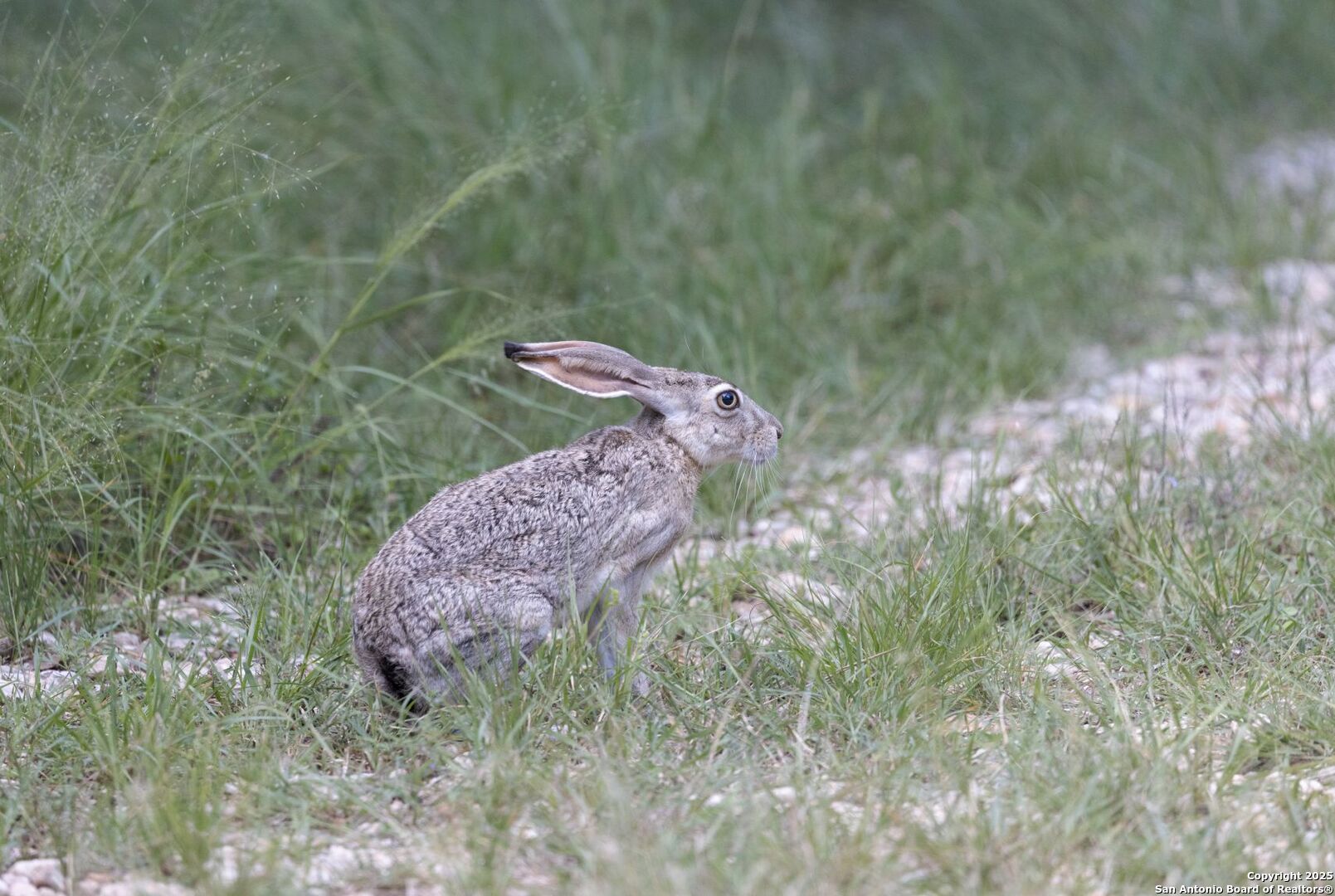 394 Squirrel Bend Uvalde, TX 78801 - Photo 33 of 80 a view of a backyard