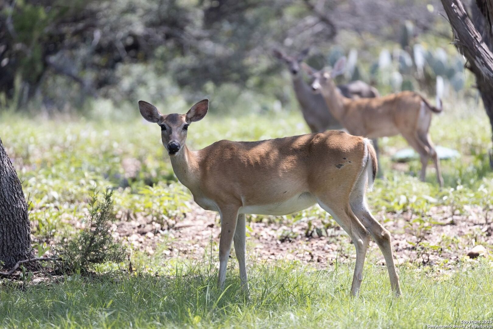394 Squirrel Bend Uvalde, TX 78801 - Photo 34 of 80