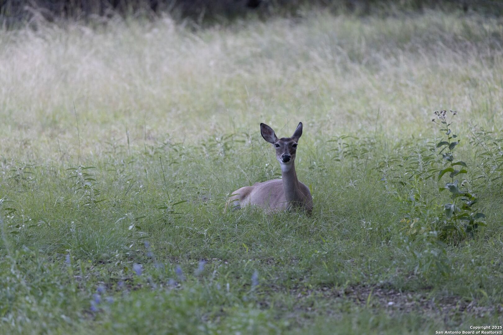 394 Squirrel Bend Uvalde, TX 78801 - Photo 35 of 80 a view of a dry yard