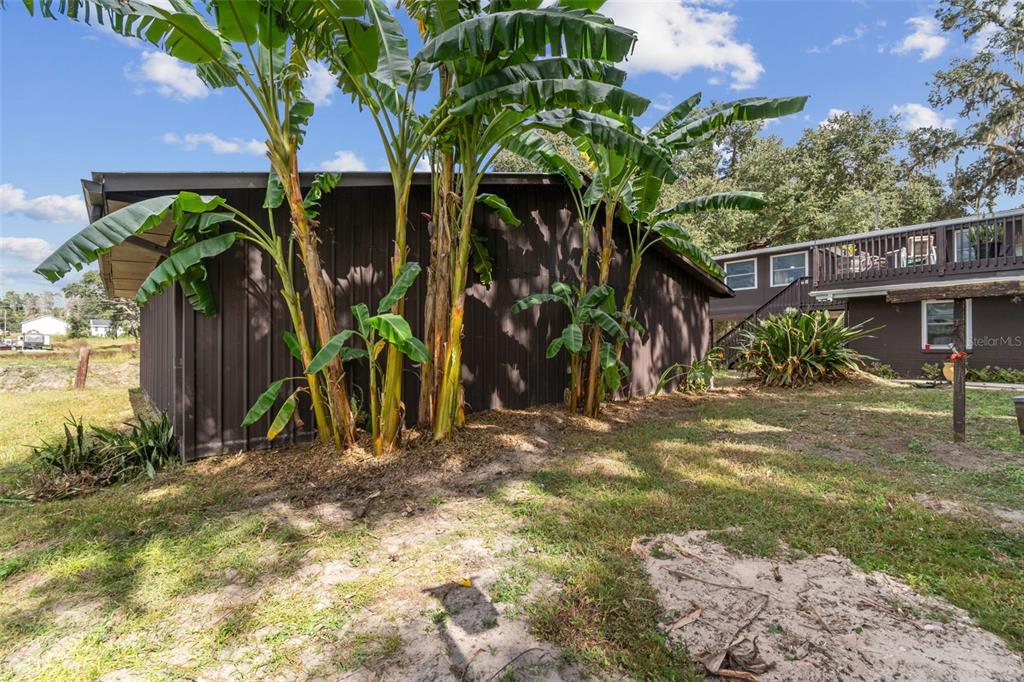 37440 Phelps Road Zephyrhills, FL 33541 - Photo 61 of 80 a view of a backyard with plants and a large tree