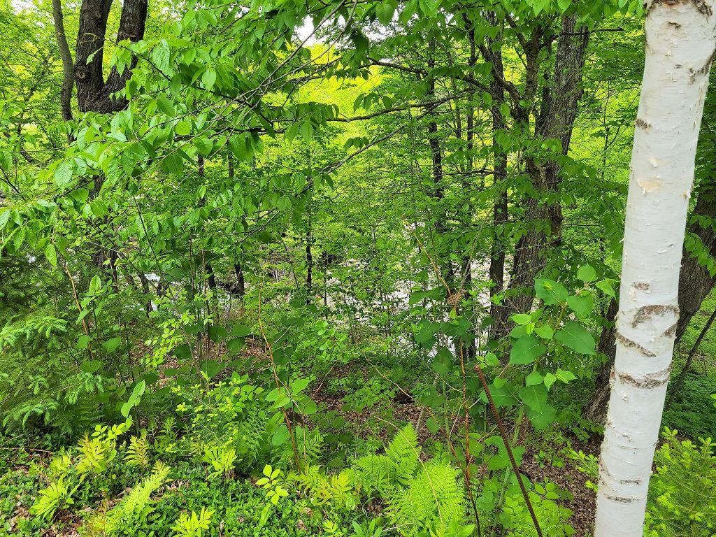 699 Shaw Hill Road Industry, ME 04938 - Photo 8 of 25 282854565_501136341799524_40565280697976