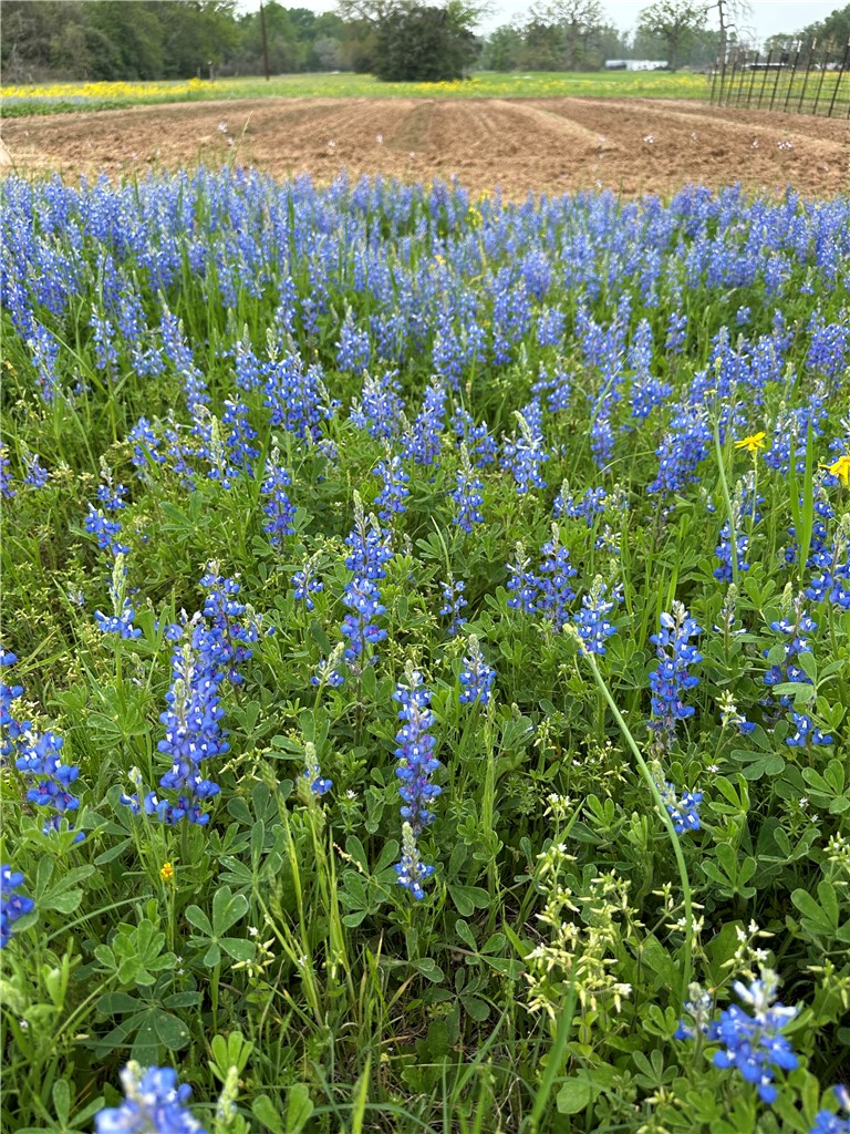 18964 Old Bundick Road Bryan, TX 77808 - Photo 25 of 32 Native wildflowers