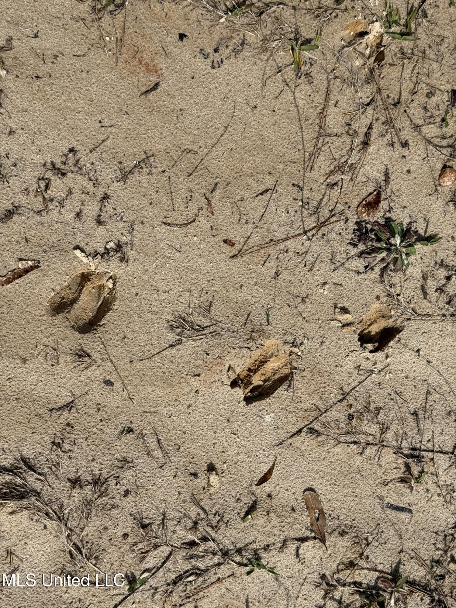 Clyde Evans Road Newton, MS 39345 - Photo 11 of 28 IMG_0494