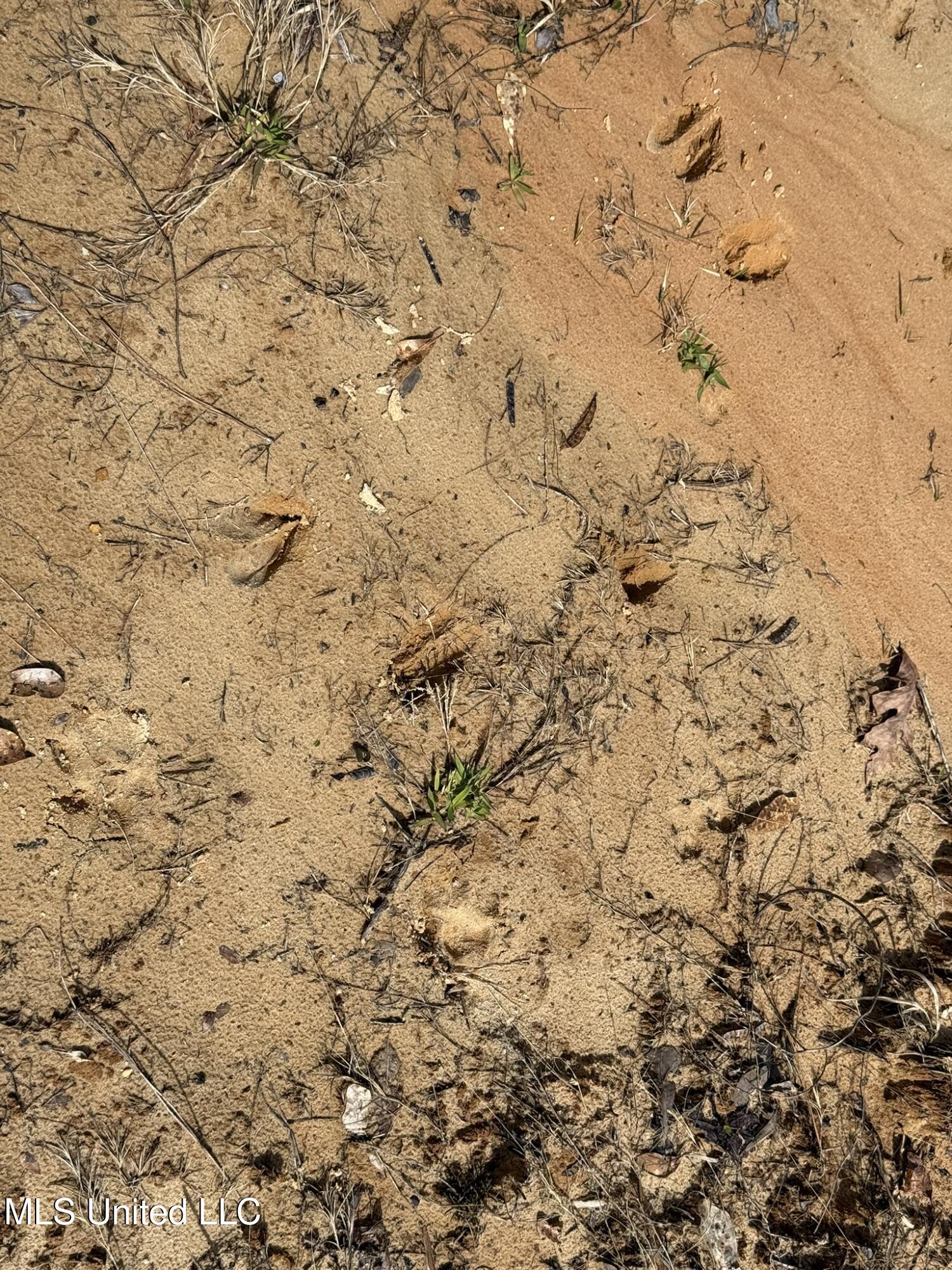 Clyde Evans Road Newton, MS 39345 - Photo 13 of 28 IMG_0497