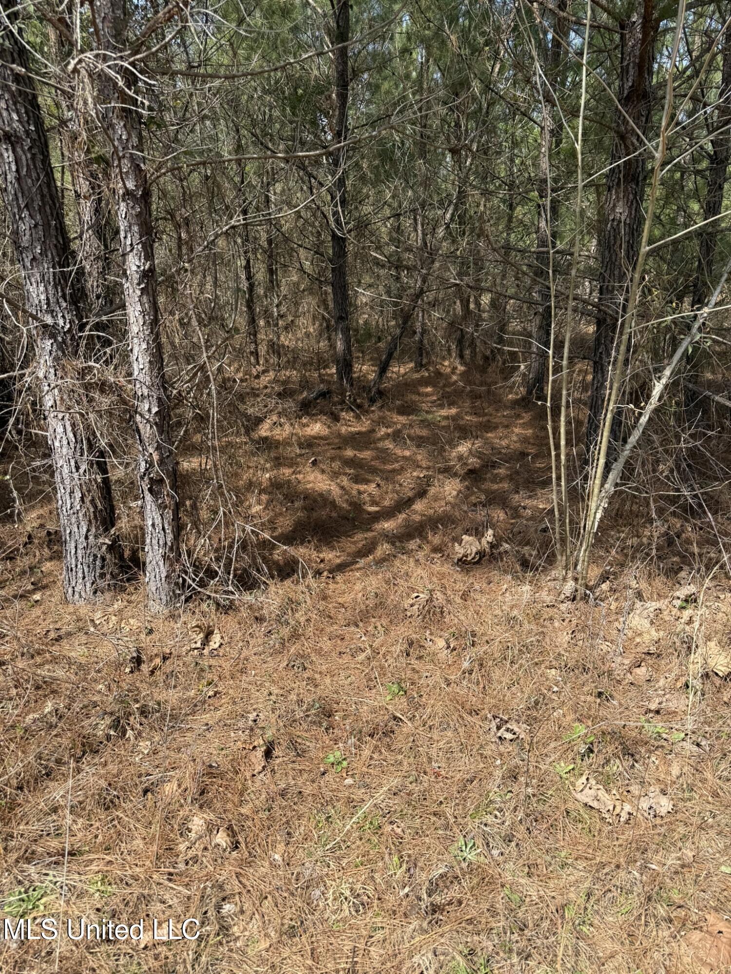 Clyde Evans Road Newton, MS 39345 - Photo 4 of 28 IMG_0498