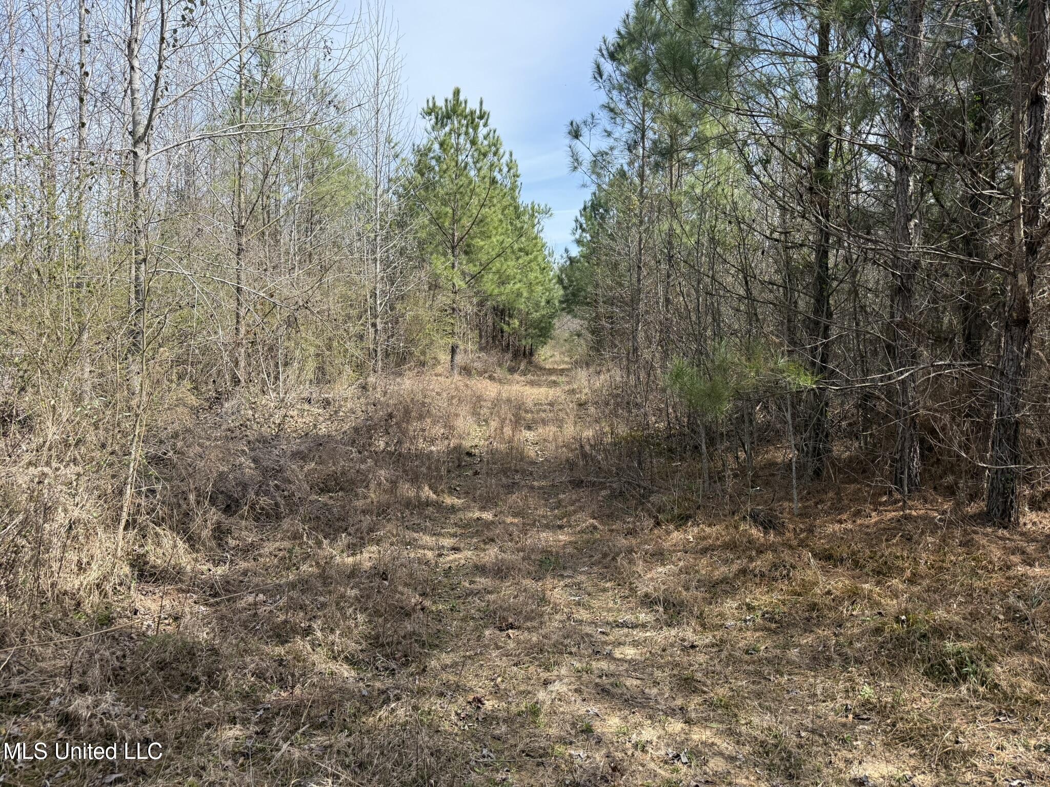 Clyde Evans Road Newton, MS 39345 - Photo 6 of 28 IMG_0503