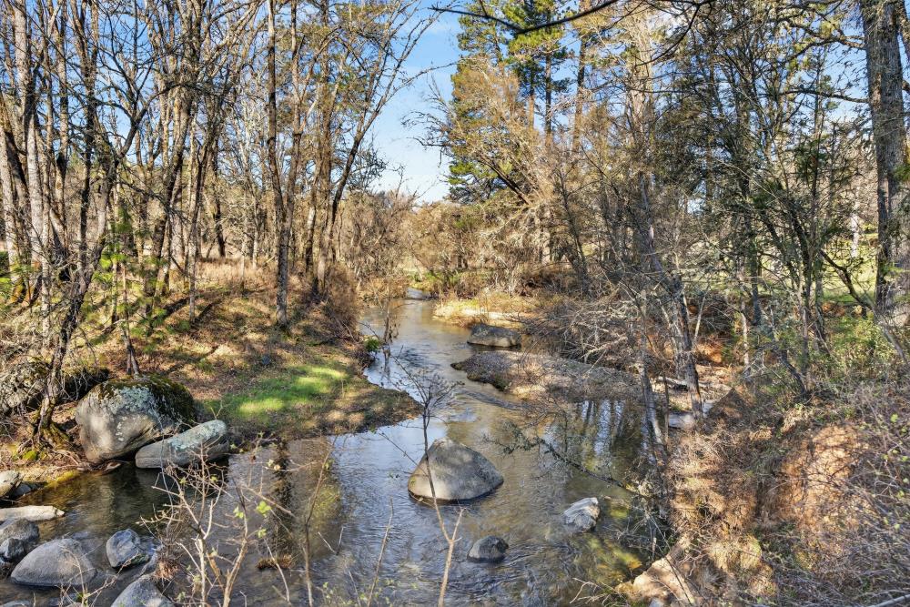 3150 Bridgeport School Road Fiddletown, CA 95629 - Photo 24 of 48 a picture of tree