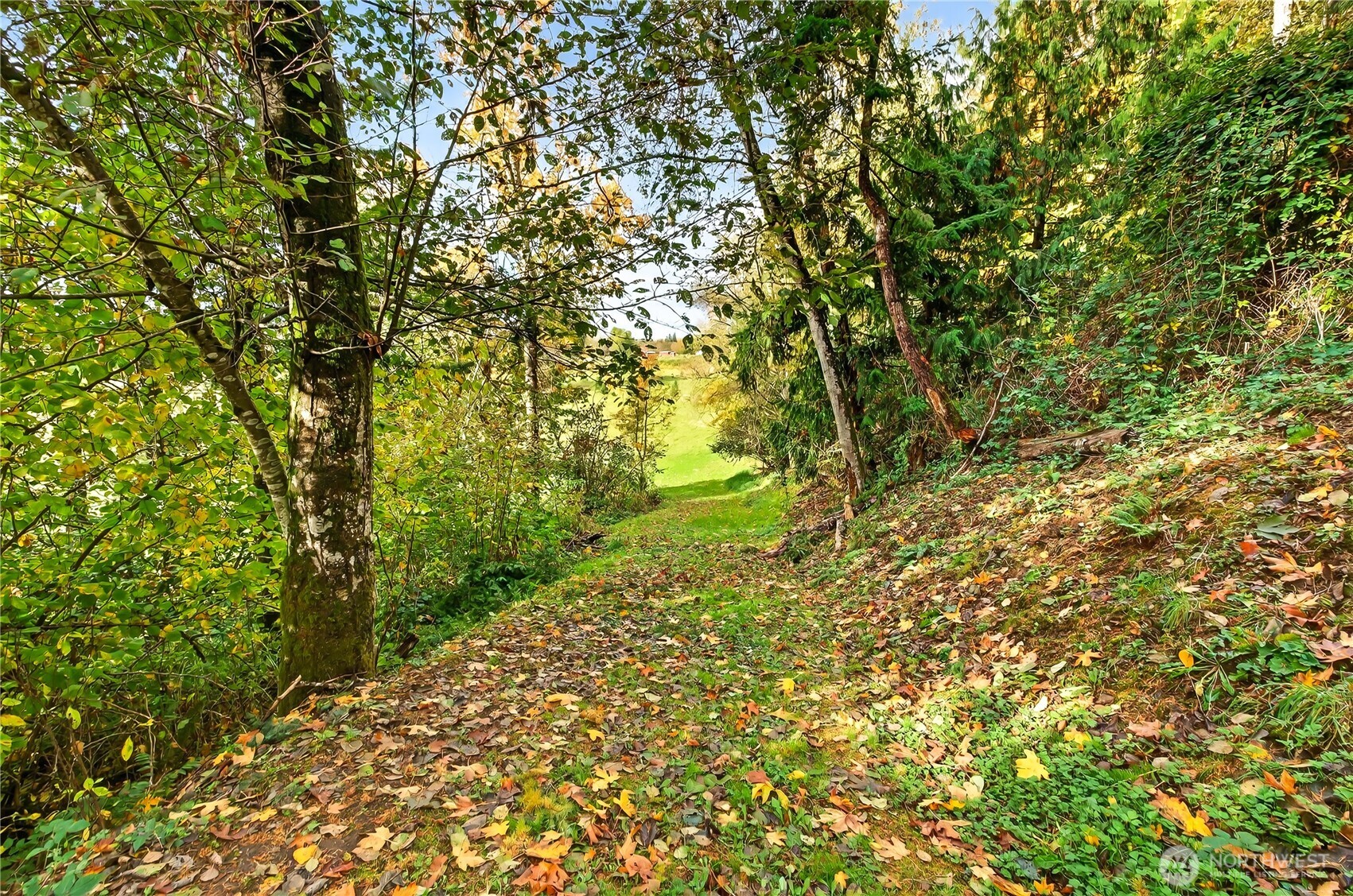 6583 Goodwin Road Everson, WA 98247 - Photo 37 of 40 a view of a yard with plants and large trees