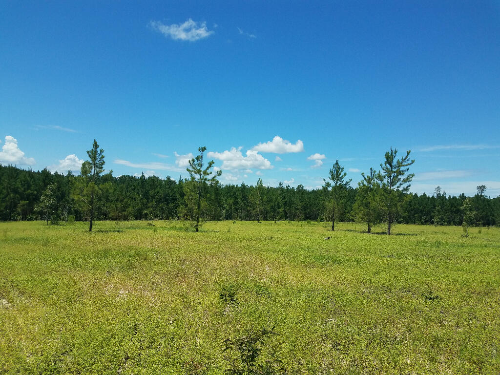 Tract A Jaywood Road Williston, SC 29853 - Photo 3 of 5