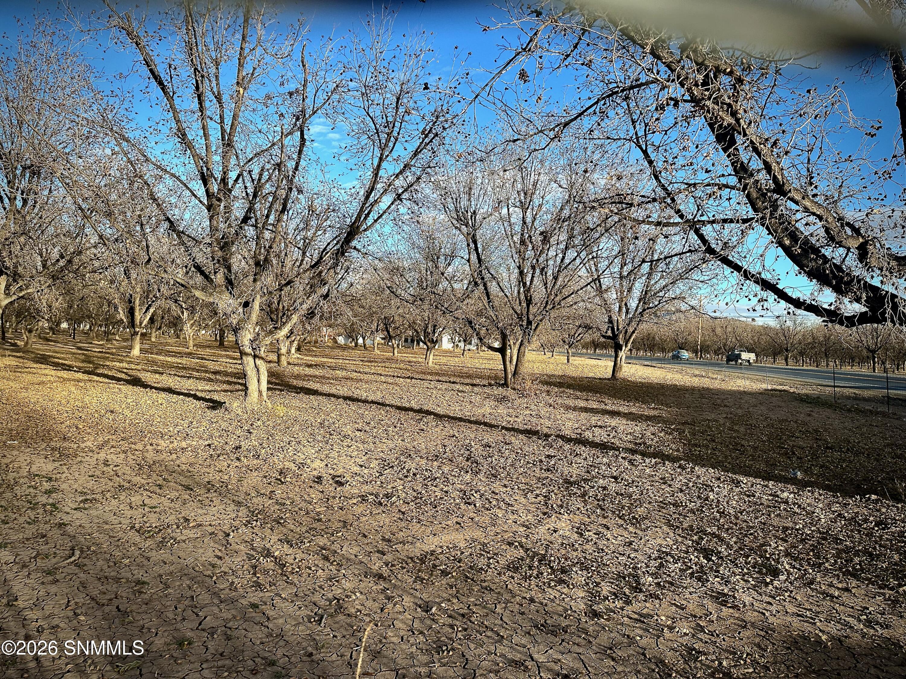 Tba Gillett Road Canutillo, TX 79835 - Photo 6 of 6 Pecan Farm - 6 of 6