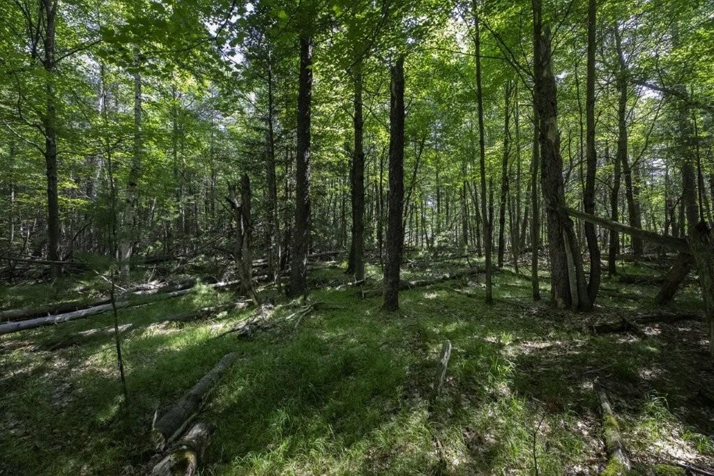 Lot 3 Pinecone Drive Rhinelander, WI 54501 - Photo 10 of 18 Gallery Image 10