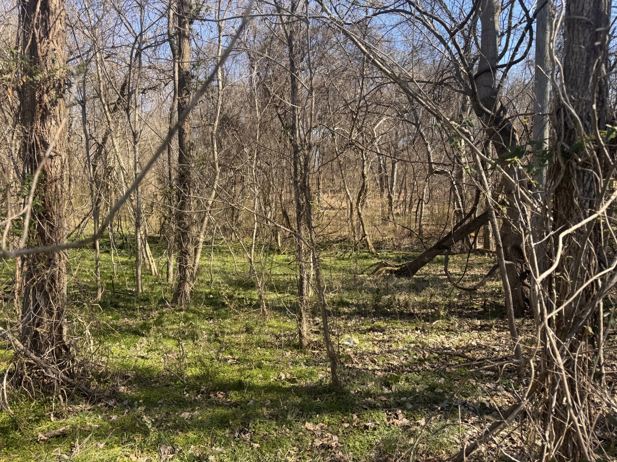 0 Pembroke Oak Grove Road Oak Grove, KY 42262 - Photo 5 of 7