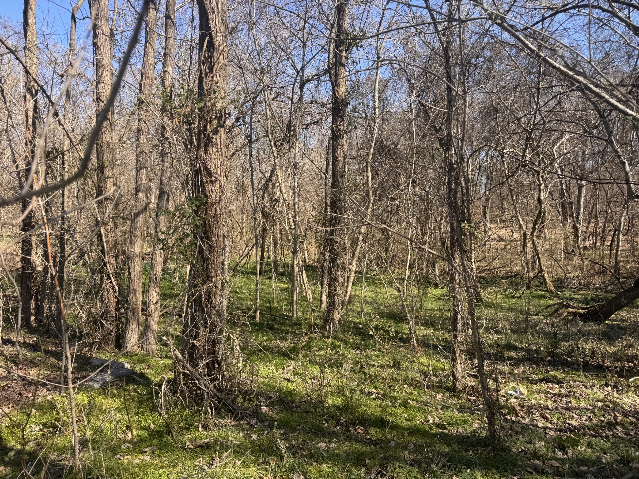 0 Pembroke Oak Grove Road Oak Grove, KY 42262 - Photo 6 of 7