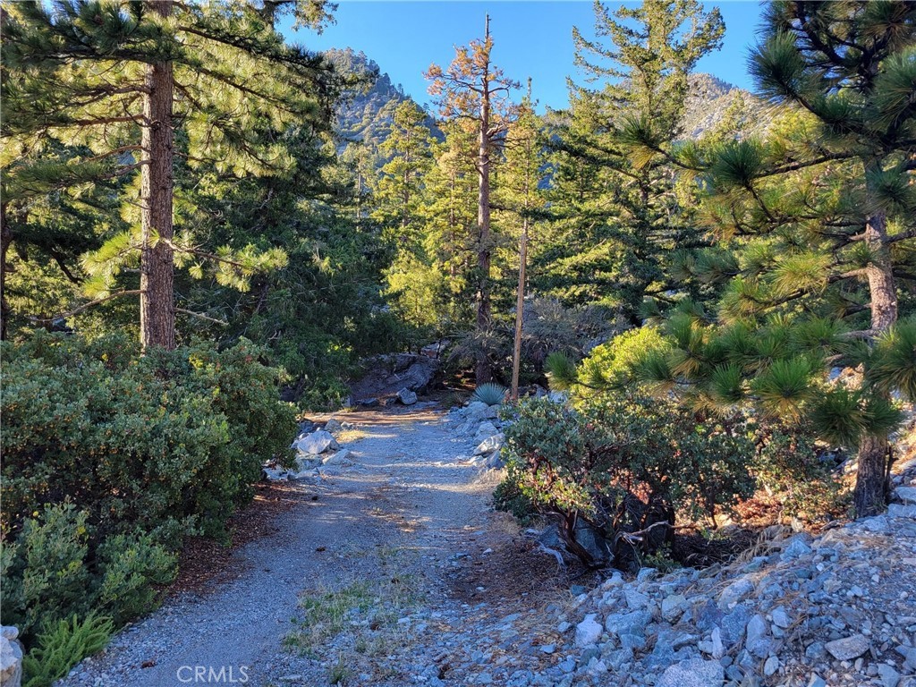 3 Glacier Mount Baldy, CA 91759 - Photo 16 of 49 a view of a garden with plants and trees