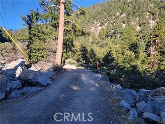 3 Glacier Mount Baldy, CA 91759 - Photo 28 of 49 a view of a yard with plants and trees