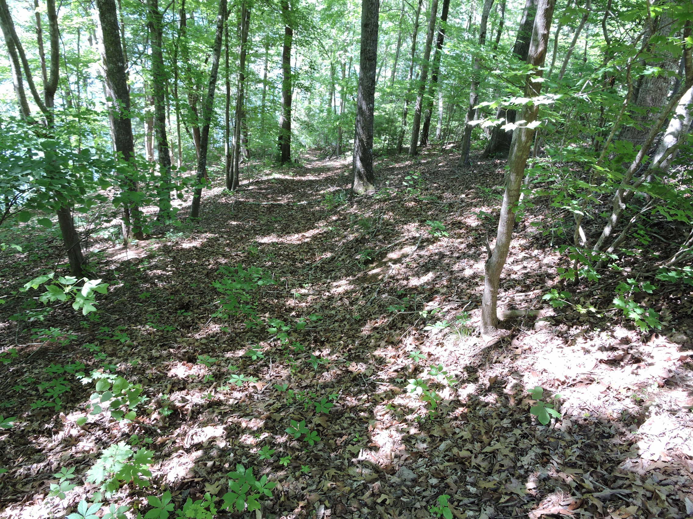 1671 Cove Pointe Road La Follette, TN 37766 - Photo 4 of 6 Trail from Road to water