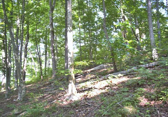 1671 Cove Pointe Road La Follette, TN 37766 - Photo 5 of 6 Looking West